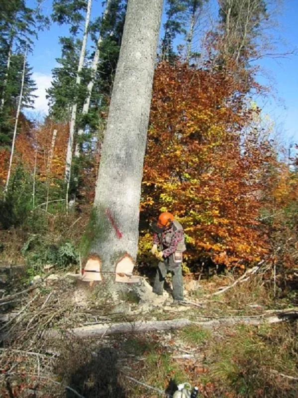 Abattage d'arbre à Lemberg