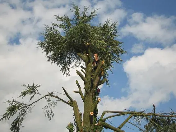 Taille d'arbre à Lemberg