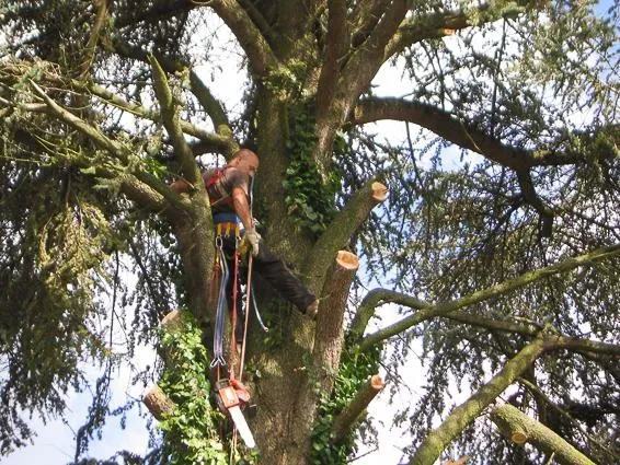 Entreprise d'élagage à Lemberg