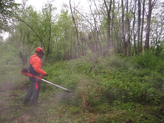 Débroussaillage à Lemberg